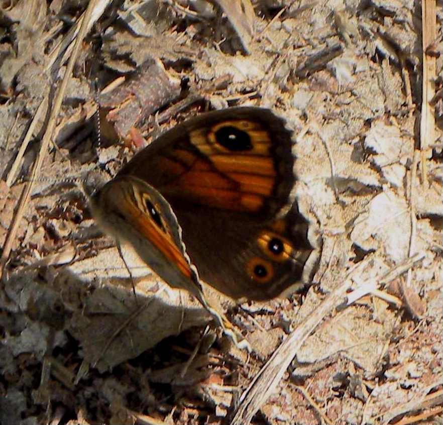 farfalla da identificare